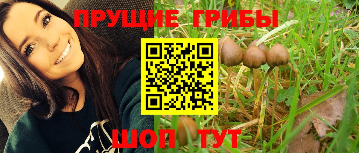 Галлюциногенные грибы Psilocybine cubensis Альметьевск